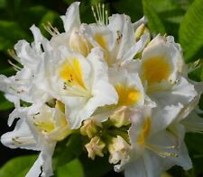 Rhododendron Luteum - Persil -