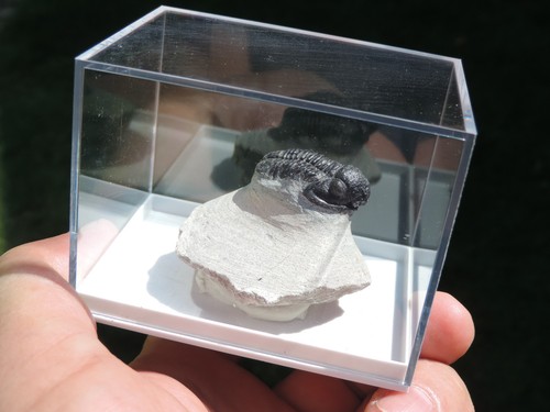 Schöner trilobit gerastos - schöner,