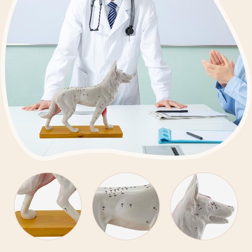 Hunde-Anatomie-Modell