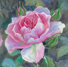 Rose in Blüte. kleines