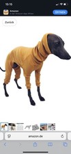 Hund Dog Windhund Whippet