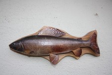 Fischpräparat Tierpräparat