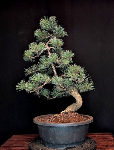Bonsai mädchenkiefer pinus - bonsai,
