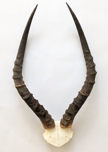 Impalahörner skull länge - v-skull,