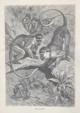 Originalgrafik + Artikel