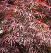 Hochstamm Dunkelroter Schlitz Ahorn Garnet 80-100cm - Acer palmatum