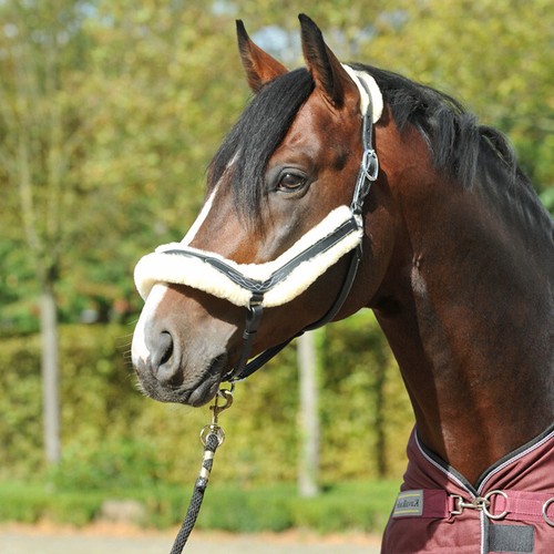 Kavalkade lederhalfter ivy - kavalkade,
