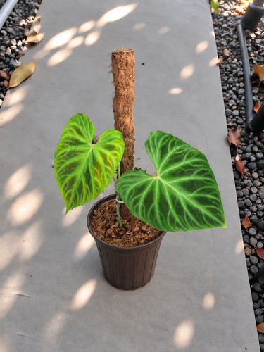 Philodendron verrucosum rare - philodendron,