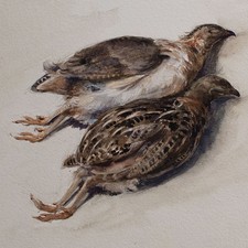 Rebhühner Stillleben Tierstudie Studie unsign Aquarell über Bleistift vor 1900