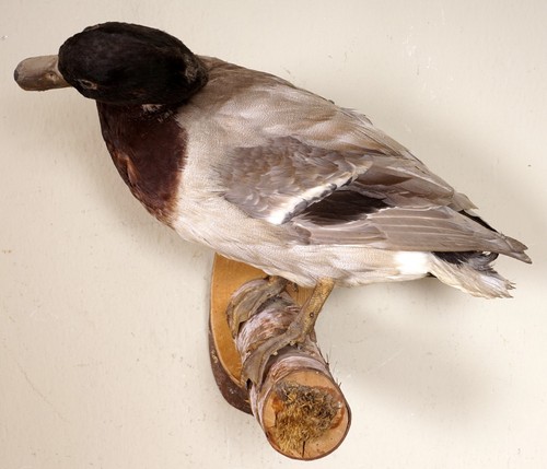Schöne stockente mallard - schöne,