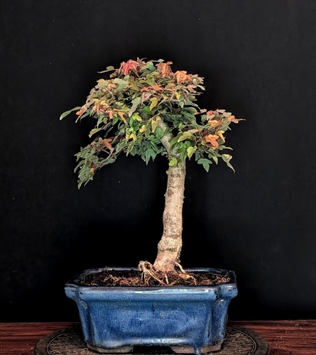 Bonsai japanischer - bonsai,