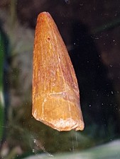 Fossilien, Saurier,Zahn, USA,Montana,Raubsaurier,Raptor