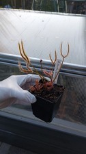 Drosera binata (Yellow Bay