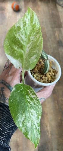 Monstera deliciosa variegata - monstera,