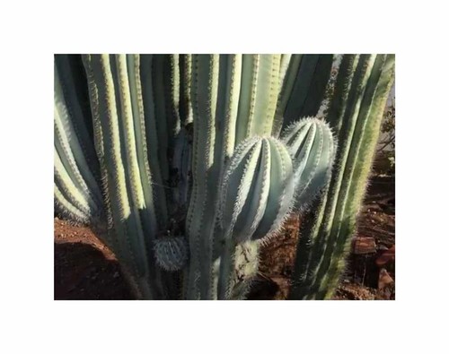 10x pachycereus pringlei - 10x,