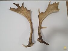 2x Hirschgeweih Geweih Gehörn