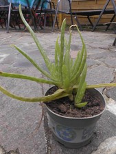 Junge Aloe Vera Pflanze  gut bewurzelt