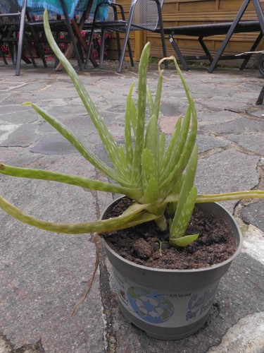 Junge aloe vera pflanze - junge,