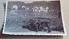 Altes Foto Pferd mit Kumet