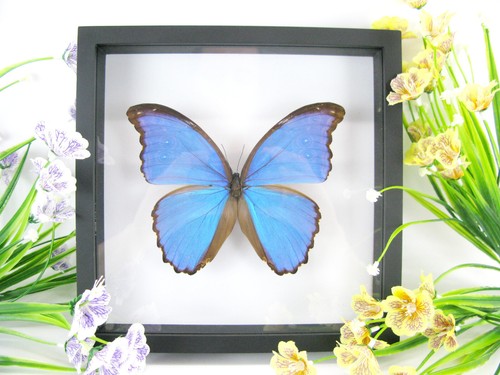 Morpho didius wunderschöner - morpho,