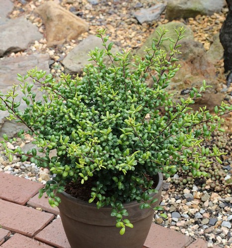 Löffel ilex stechpalme - ilex,
