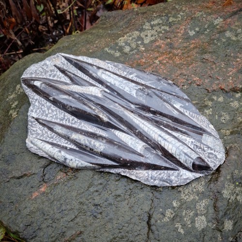 Budawi orthoceras platte - orthoceras,