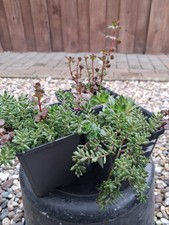 3 Töpfe Sempervivum