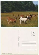 23942 - Damwild - alte Ansichtskarte