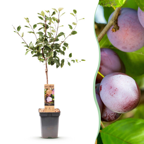 Obstpflanze pflaumenbaum - obstpflanze,
