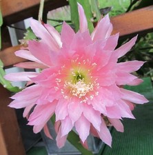 Epiphyllum  "Tassel" - selten
