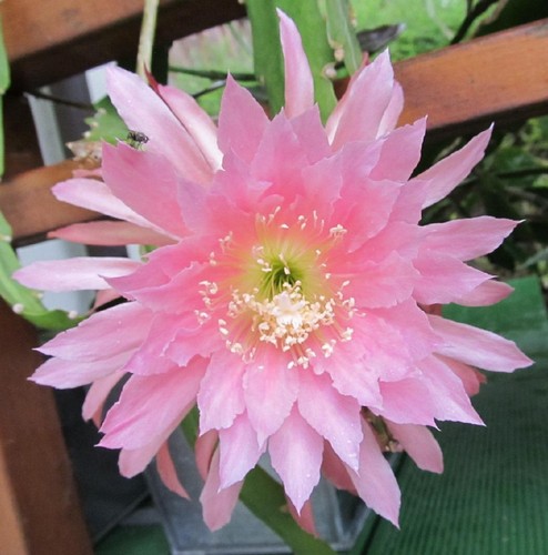 Epiphyllum tassel selten - ,