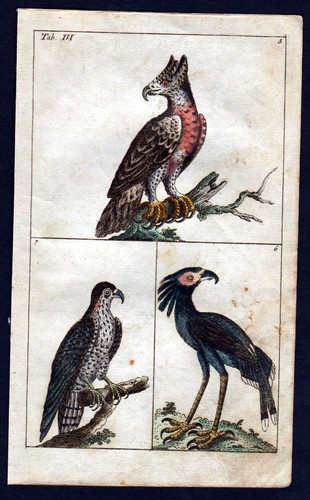 1800 adler eagle vogel - eagle, vögel