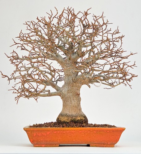 Bonsai premium zürgelbaum - bonsai,