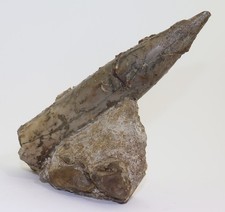 Belemnit, Megateuthis