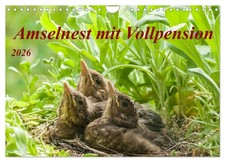 Amselnest mit Vollpension
