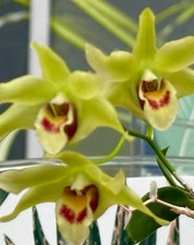 Dendrobium species green - dendrobium, ´green