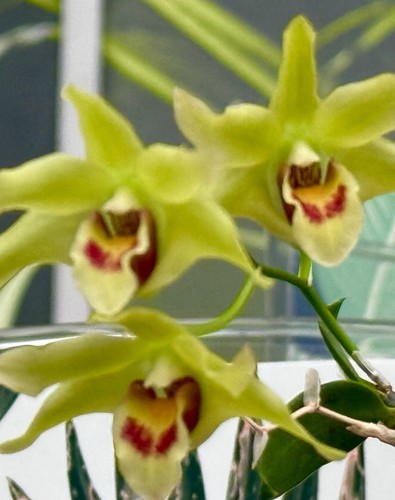 Dendrobium species green - species, ´green