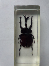 Echtes Insekt  in Acryl "