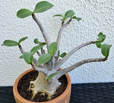 Sehr schöne kräftige handverlesene Adenium Baobab - Wüstenrose - 5