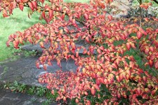 Cornus kousa 'Annelies'