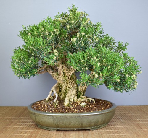 Bonsai indoor chinesischer - bonsai, indoor,