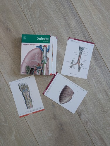 Sobotta lernkarten organe und - sobotta,