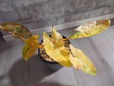 philodendron billietiae