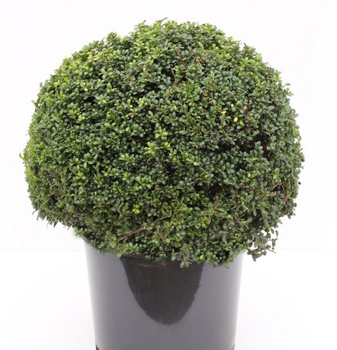 Kugelschnitt löffel ilex - kugelschnitt,