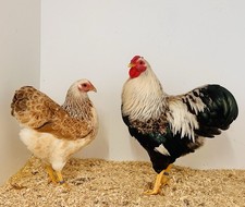 Bruteier - Zwerg Wyandotten -