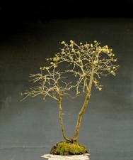 Bonsai outdoor winterhart