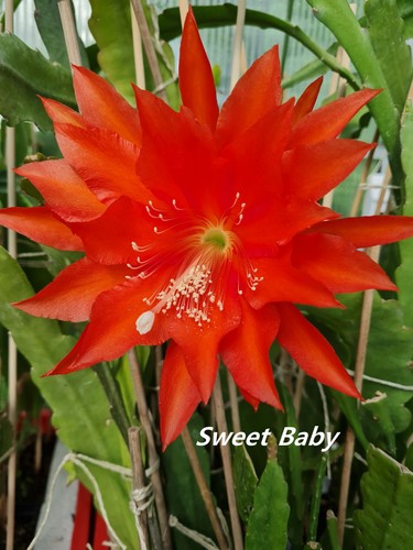Epicactus sweet baby - epicactus,