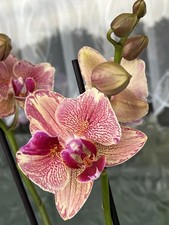 Orchidee Phalaenopsis PIRATE PICOTEE Peloric (2-eyes?) mit 2 BT; Warmversand!!!