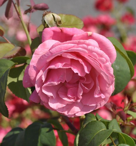 Duftrose elbflorenz 60cm - duftrose, elbflorenz®