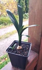 Clivia, Clivie, Zimmerpflanze, Jungpflanze im Topf mit 1 Ableger